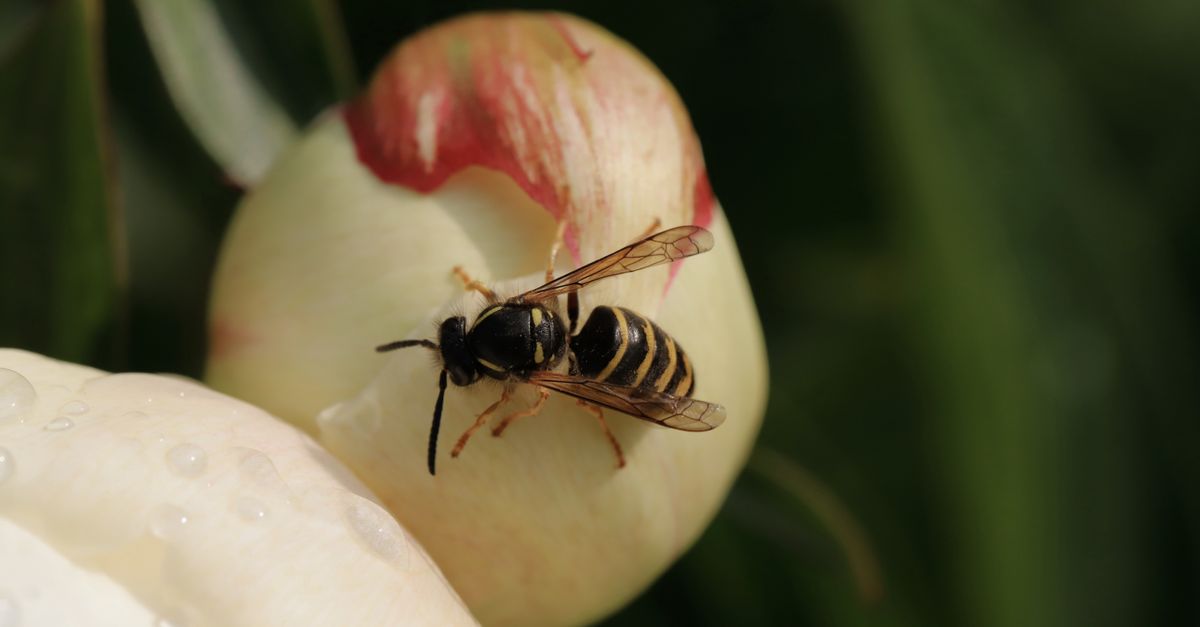 Close-up macro shot of a wasp perched on a white peony bud with dew drops in a garden setting.